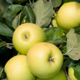 Stablo jabuke mutsu: opis, fotografija, gdje se uzgaja, recenzije