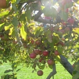 Drvo jabuke orlik: opis sorte, sadnja i njega