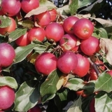 Pionirsko drvo jabuke