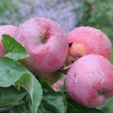 Drvo jabuke poklon grofu