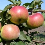 Božićno drvo jabuke