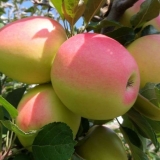 Drvo jabuke sjevernog sinapa: opis, njega, fotografija, očuvanje kv...