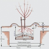 Drvo jabuke sjeverne sinapse