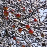 Stablo sibirske jabuke i 11 najboljih sorti otpornih na mraz za sibir