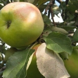 Drvo jabuke sinap orlovsky