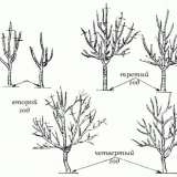 Sorte jabuka slava pobjednicima