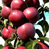 Sazviježđe jabuke (stupasto)