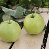 Jabuka sverdlovsk: opis, visina stabla, sadnja i njega, fotografije...