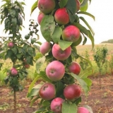 Jabuka valuta stubasta