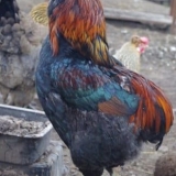 Jajna rasa pilića - araucana