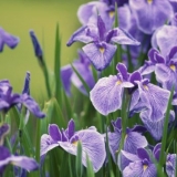 Japanski irisi: sorte sa fotografijama i imenima