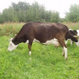 Jaroslavska rasa krava