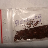 Bieberstein mladica: fotografija, opis, uzgoj iz sjemena