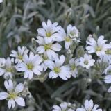 Yaskolka u pejzažnom dizajnu: fotografija u cvjetnom krevetu, repro...