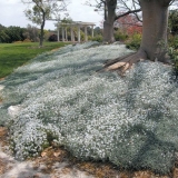 Felt yaskolka: fotografija, sadnja i njega