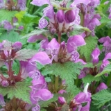 Pjegava jagnjetina: sadnja i njega, fotografija