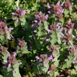 Ljubičasta jagnjetina: lekovita svojstva, opis biljke