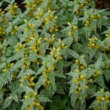 Žuto jagnje (zelena matičnjak): struktura cvijeta, sadnja i njega