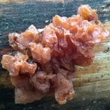 Exsidia šećer: fotografija i opis