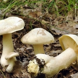 Entoloma otrovna (kalaj, otrovna ružičasta ploča): fotografija i opis, karakteristike