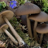 Entolom grubih nogu: fotografija i opis