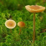 Entoloma štitnik (štit, ružičasti pločasti štitnik): fotografija i ...