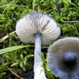 Entoloma plavkasta: fotografija i opis
