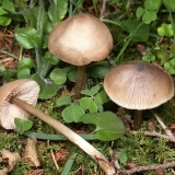 Entoloma prikupljena: fotografija i opis