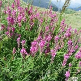 Sainfoin trava: opis, korisna svojstva, primjena