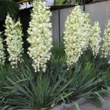 Yucca garden: fotografija i opis