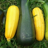 Tikvice holandske selekcije