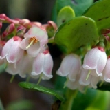 Kako brusnice utiču na krvni pritisak