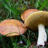 Koliko brzo leptiri rastu nakon kiše: po vremenu, stopa rasta