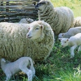 Kako se zove beba ovce