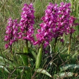 Kako se zovu cvijeće koje liči na perunike