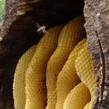 Kako pčelari sakupljaju med