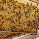 Kako pčele prave vosak