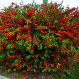 Kako se japanski chaenomeles (dunja) razmnožava sjemenkama i reznicama