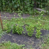 Kako se razmnožava kineska limunska trava