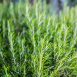 Kako se ruzmarin razmnožava