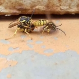 Kako se pčele razmnožavaju