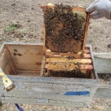 Kako funkcioniše pčelinja košnica