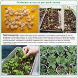 Kako temperatura zraka i tla utječu na sadnice paradajza i kako odabrati pravo osvjetljenje