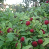 Kako izgleda hibrid jagode i maline?