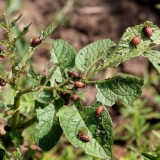 Kako izgleda i čime se hrani koloradska buba?