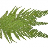 Kako izgleda list paprati: opis biljke, njena svojstva