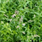 Kako izgleda pepermint: fotografija, botanički opis, sadnja, uzgoj ...