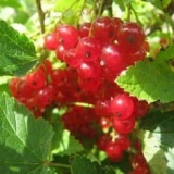 Kako izgleda ribizla - šta se dešava, opis grma