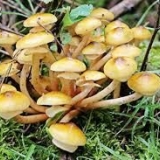 Kako izgledaju lažne pečurke