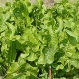 Kako zauvijek ukloniti hren iz bašte